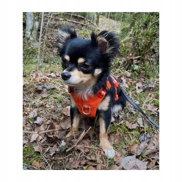 LÄTT Adventure Dog Truelove XXS Hundsele