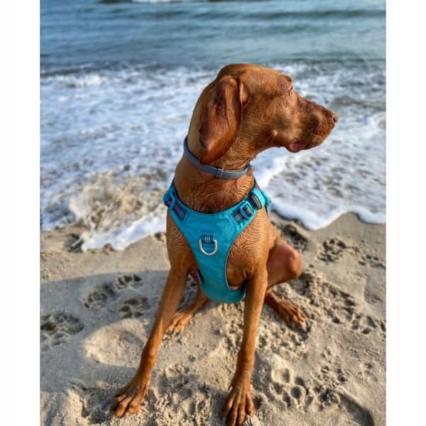 BLÅ Adventure Dog TRUELOVE Hundesele S