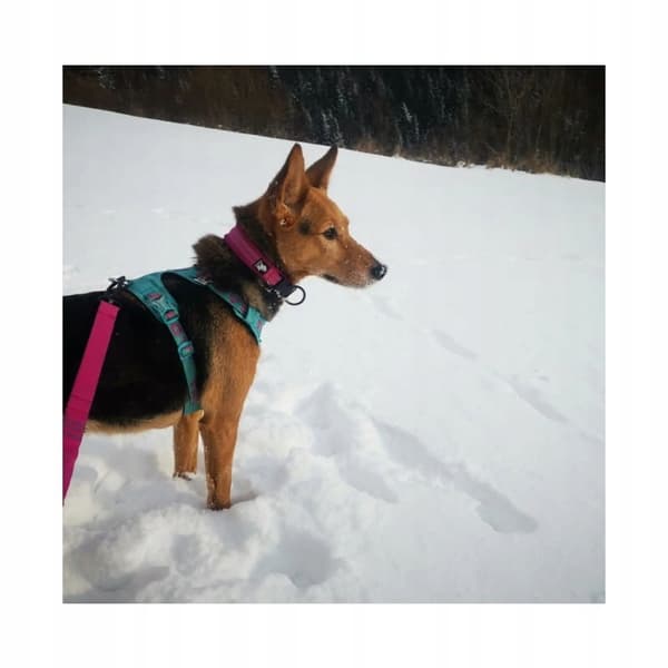 BLÅ Adventure Dog TRUELOVE Hundesele S