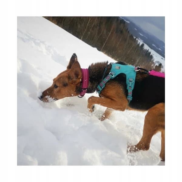 BLÅ Adventure Dog TRUELOVE Hundesele S