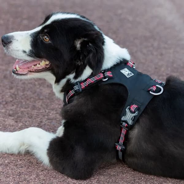 BEKVÄM Adventure Hundsele TRUELOVE M