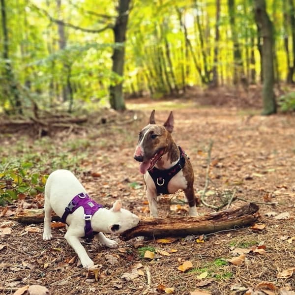 BEKVÄM Adventure Hundsele TRUELOVE M
