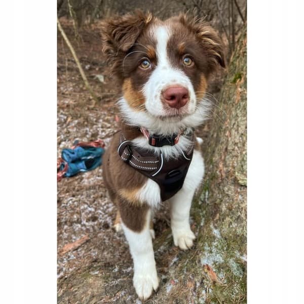 REFLEKTIV Front Line Truelove S Hundesele