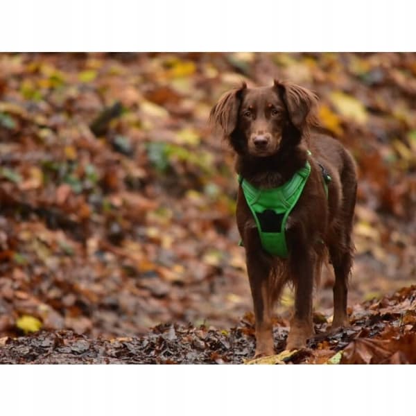 Truelove Golden Shepherd Boxer XL -koiranvaljaat