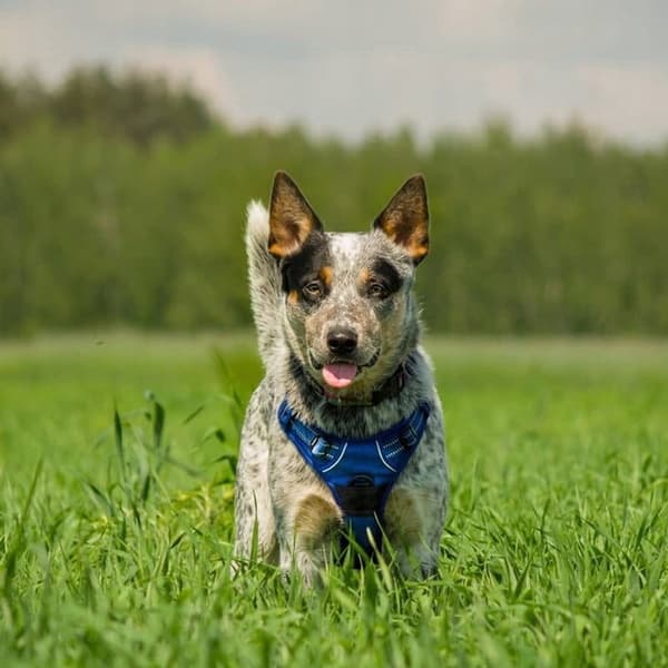 Front Line miniature hundesele med håndtag XS