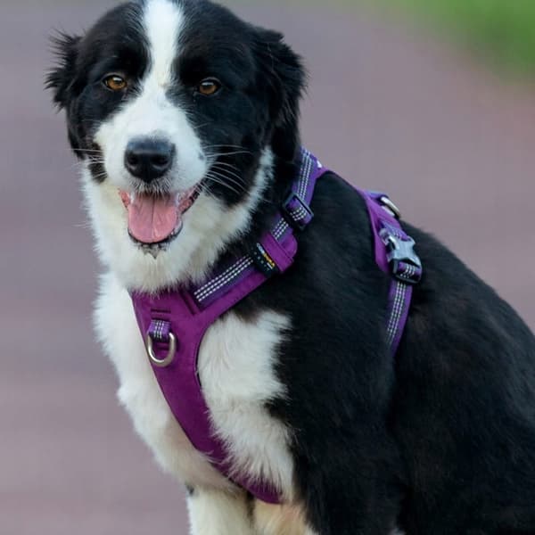 Letvægts hundesele Adventure Dog Truelove M