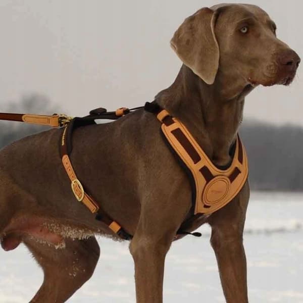 NIGGELOH Mantrailing hundesporingssele