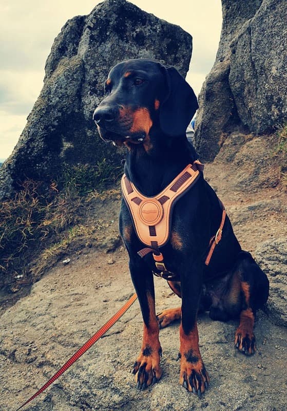 NIGGELOH Mantrailing hundesporingssele