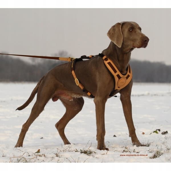 NIGGELOH Mantrailing hundesporingssele