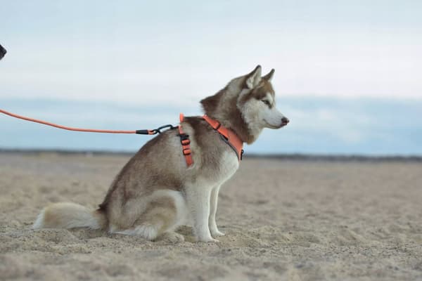 Guard easy walk-sele för hundar Truelove Lumen