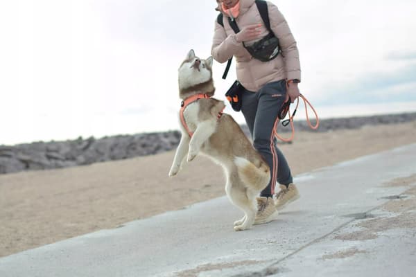 LÄTT TRUELOVE LUMEN DOG XL skyddssele för hundar