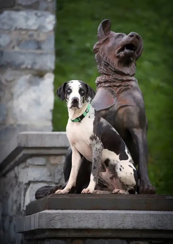 GRØNT Halsbånd til lille hund REFLEKTERENDE TRUELOVE XS