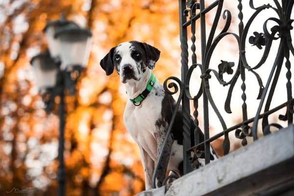 GRØNT Halsbånd til store hunde STRONG TRUELOVE XXL