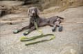 Miniatyrbillede 6 af 9: LIME Halsbånd til små hunde LIGHT TRUELOVE XS