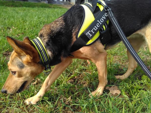 LIME Halsbånd til små hunde LIGHT TRUELOVE M