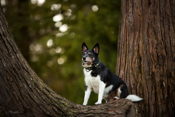 LIME Halsbånd til små hunde LIGHT TRUELOVE M
