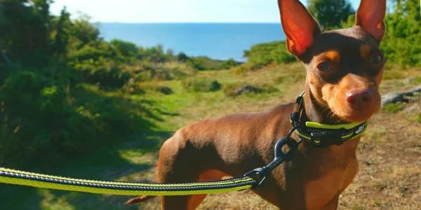 LIME Halsbånd til små hunde LIGHT TRUELOVE M