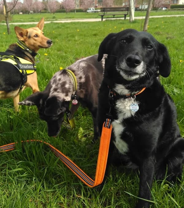 LIME Halsbånd til små hunde LIGHT TRUELOVE M
