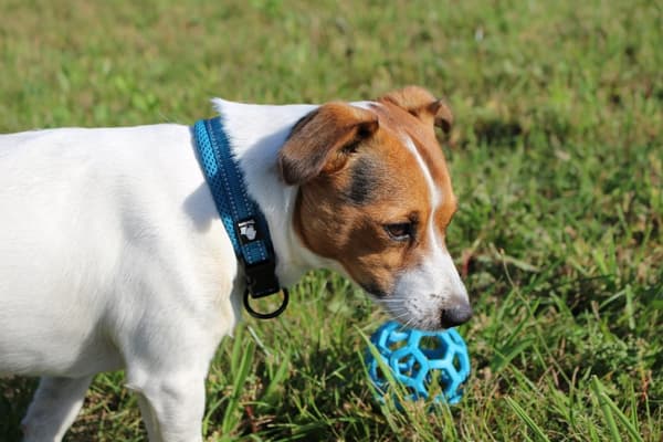 BLÅ Medium Stark Hundhalsband TRUELOVE M