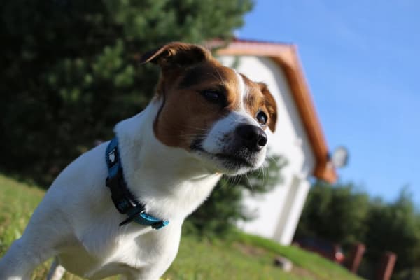 BLÅ Halsbånd til små hunde STRONG TRUELOVE XXS