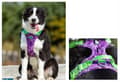 Miniatyrbillede 4 af 11: REFLEKTSEL til store hunde STRONG TRUELOVE XL