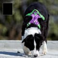 Miniatyrbillede 5 af 11: REFLEKTSEL til store hunde STRONG TRUELOVE XL