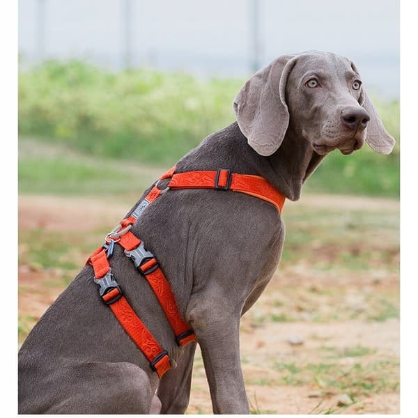 Flugtsikringssele til hunde Winhyepet M