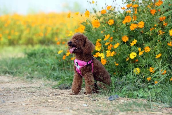 LET Lille Hundesele STEP IN TRUELOVE S