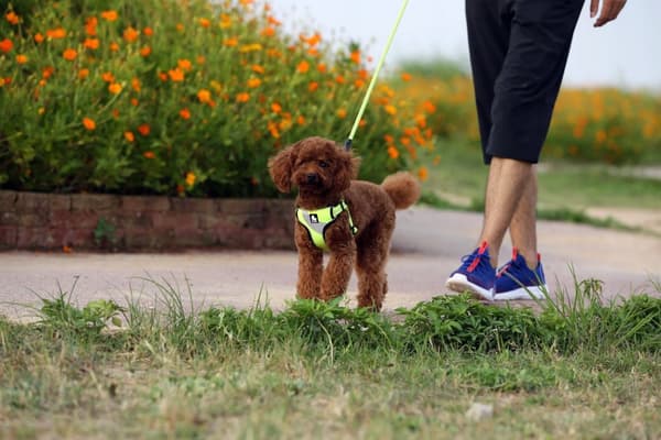LET Lille Hundesele STEP IN TRUELOVE S