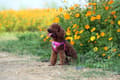 Miniatyrbild 6 av 11: TRUELOVE Step-in Hundsele TRYCKFRI L
