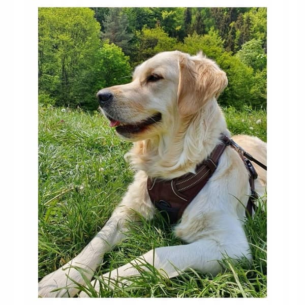 REFLEKTIV Front Line Truelove M hundesele