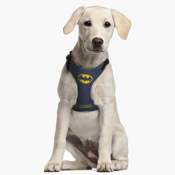 Hundsele Batman Blå