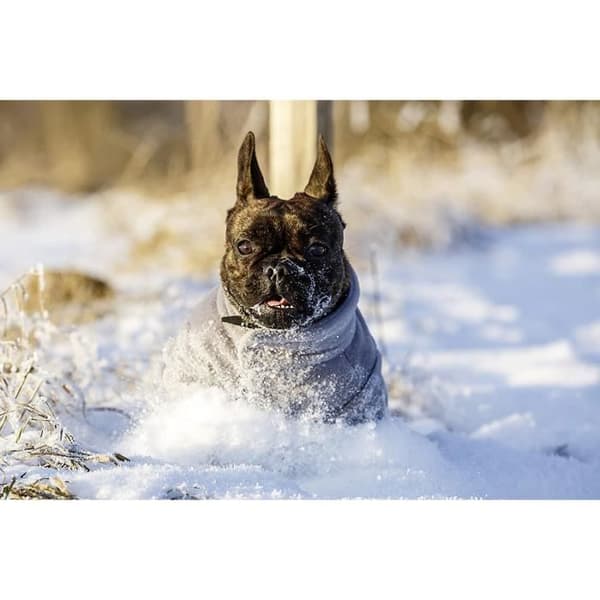 Kerbl Bern Hundfleecekappa Grå 40 cm Storlek M - 80616