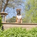 Miniatyrbild 3 av 5: Anti-bark krage - Pet Safe - Uppladdningsbar - Spray - Nylon - Hund