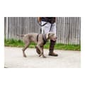 Miniatyrbild 5 av 10: Hundsele Company of Animals Halti Storlek S (26-36 cm)