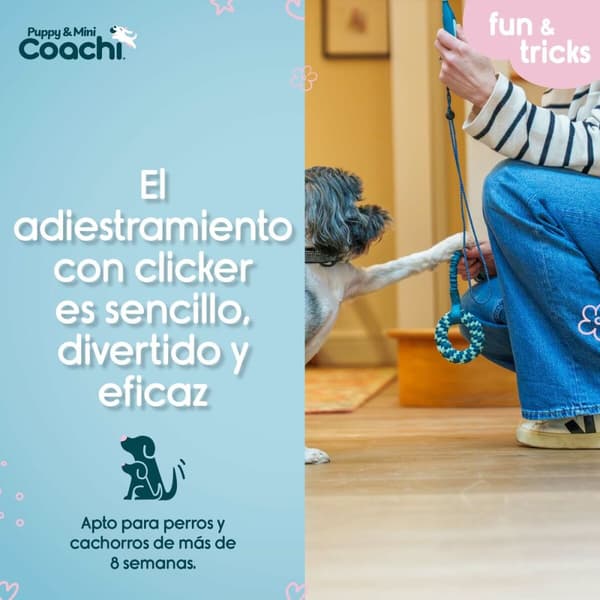 Hundesele Coachi
