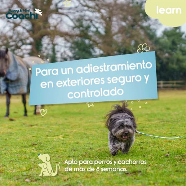 Hundesele Coachi