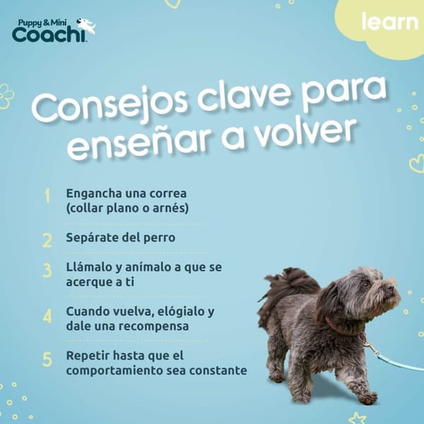 Hundesele Coachi