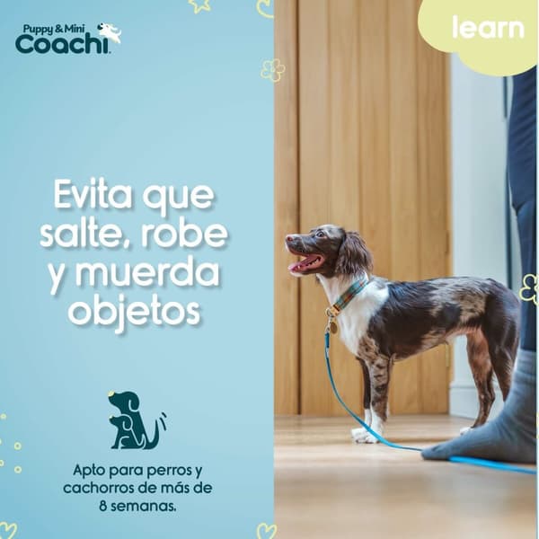 Hundsele Coachi