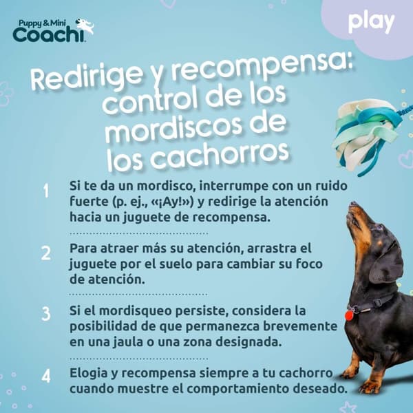 Hundsele Coachi