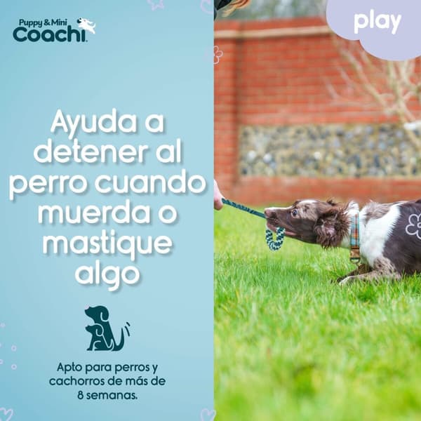 Hundsele Coachi