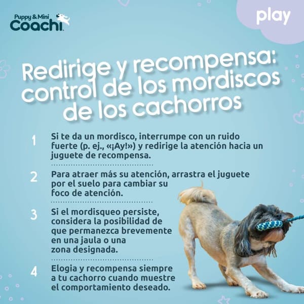 Hundsele Coachi