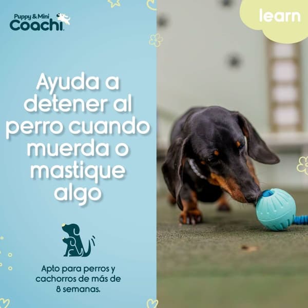 Hundesele Coachi