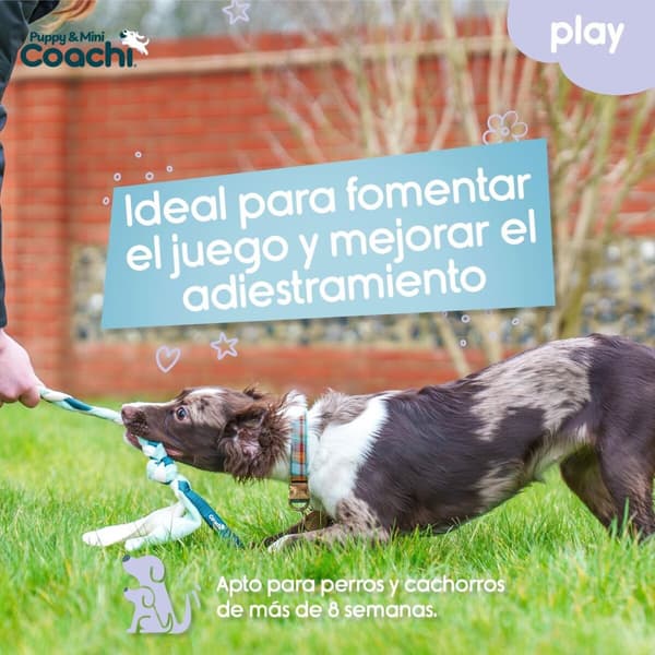 Hundesele Coachi