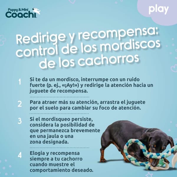 Hundesele Coachi