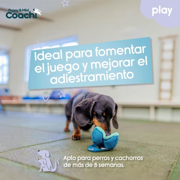 Hundesele Coachi