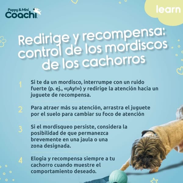 Koiran valjaat Coachi