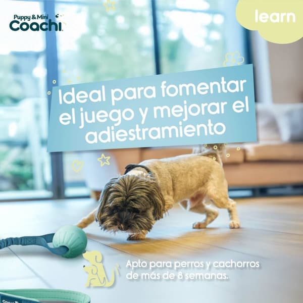 Koiran valjaat Coachi
