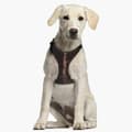 Miniatyrbillede 3 af 11: Hundesele Star Wars Chewbacca Brun M/L