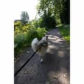 Pikkukuva 4 / 6: Koiran talutushihna Musta